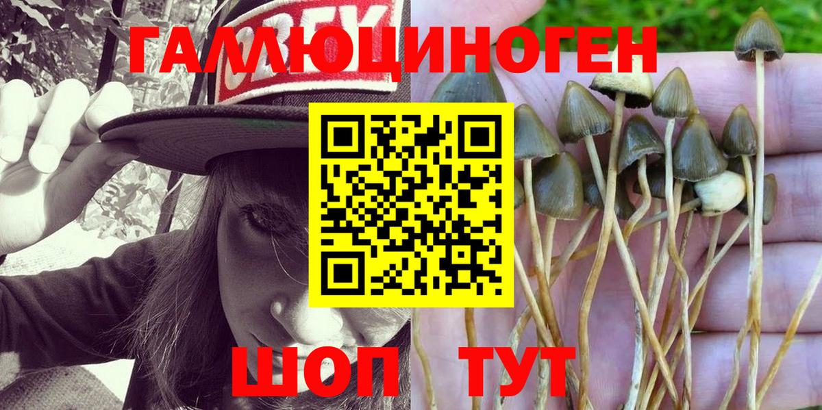 Галлюциногенные грибы Psilocybine cubensis Отрадный